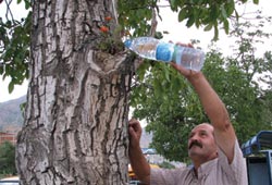 Taksicinin çiçek sevdası