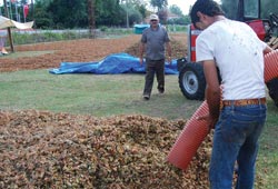 Fındık kalitesi nasıl artar