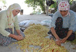 Antepli üretici fıstık gibi