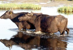 Manda sevdası projelendi