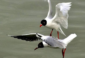 Aç martılar, kıyıda yiyecek aradı