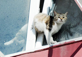 Pencereye sıkışan kediyi itfaiye kurtardı