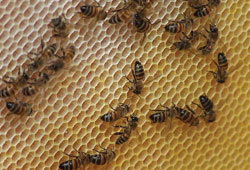 Arılar bir bir ölüyor