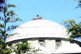 Anne ve yavru leylek cami kubbesine yuva yaptı