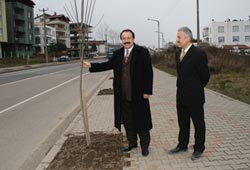Ünye ağaçlanıyor
