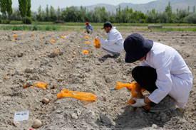 Niğde Üniversitesi, patates sorununa el attı