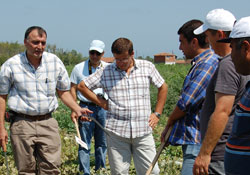Karpuzlar tarlada kalıyor