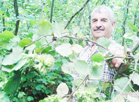 Fındık bahçeleri üreticinin yüzünü güldürüyor