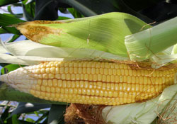 Samada-07 tarıma kazandırdık