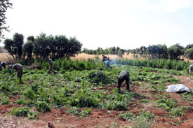 Diyarbakır'da uyuşturucu operasyonu