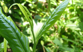 Türk çayı dünya lideri olacak