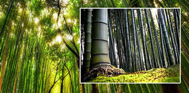Bambu Ağacından Elektrik