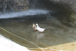 Ördekler bile gölgeye kaçtı