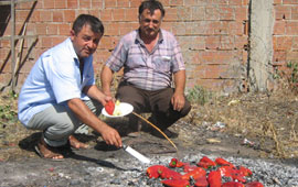 Bafra'da "Kapya" biber üretimi