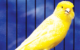 Kanarya sevenler aynı çatı altında