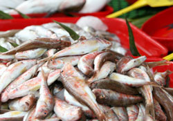 Balık tezgahları doldurmadı