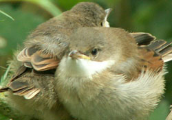 Göçmen kuşlar takip altında