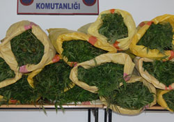 Jandarmadan şok baskın