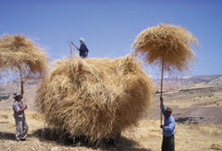 TÜİK: Hububat üretimi artar