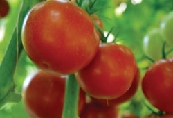 Organik ürünlerin tahtı tehlikede