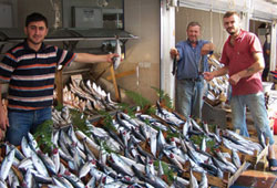 Samsun'da palamut bolluğu