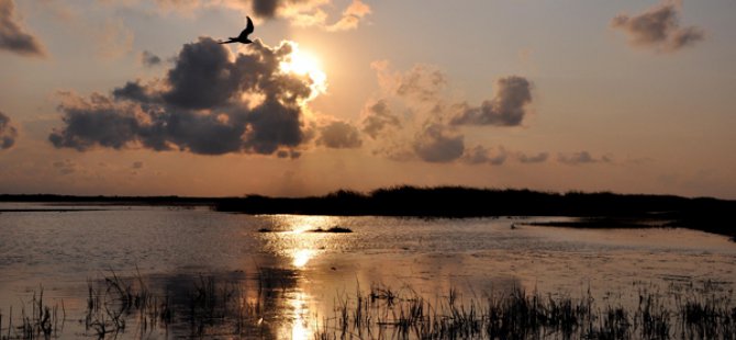 Kızılırmak Deltası Kuş Cenneti’nde yangın tehditi