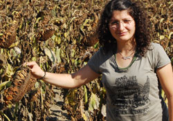 Ayçiçeği yüz güldürmedi