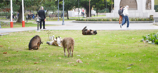 Hayvanseverlerden Şok İddia...