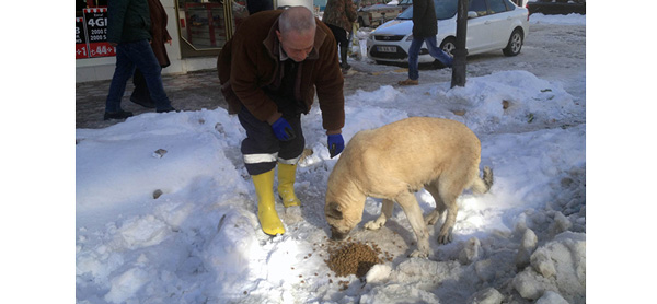 SOKAK HAYVANLARI UNUTULMADI