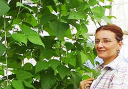 Taze fasülyede Samsun birinci