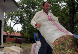 Fındık gübre oldu