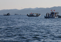 Karadeniz'de çinokop bereketi
