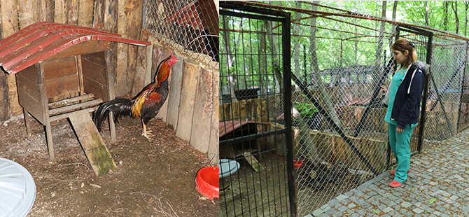 DÖVÜŞ HOROZLARINA ÖZEL BAKIM