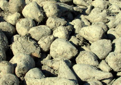 Şeker pancarı gübre oluyor