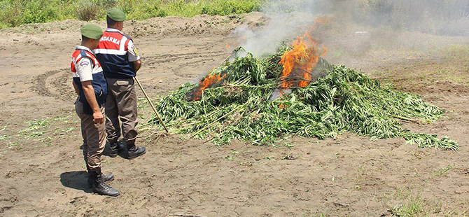2500 Kök Dişi Hint Keneviri İmha Edildi
