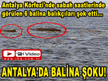 Antalya'da balina şoku!