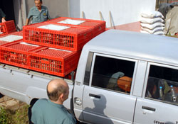 Sülünler gökyüzünü süsleyecek