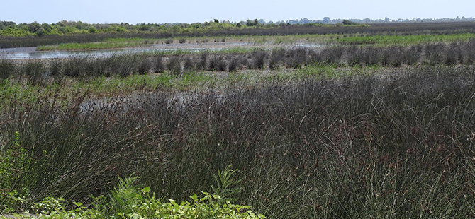 SAMSUN'DA KENEVİR ELE GEÇİRİLDİ