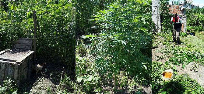 ÇARŞAMBA'DA HİNT KENEVİRİ