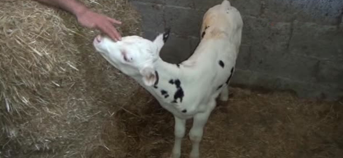 2016 Yılı Buzağı Desteklemesi Müracaatları Başladı