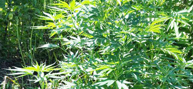 BAHÇEDE ESRAR VE HİNT KENEVİRİ