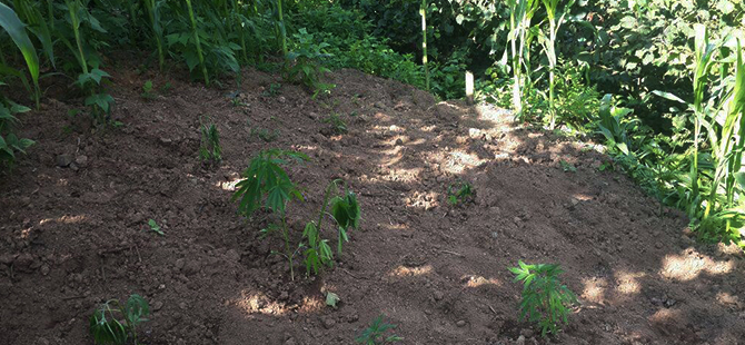 100 Kök Hint Keneviri Ele Geçirildi