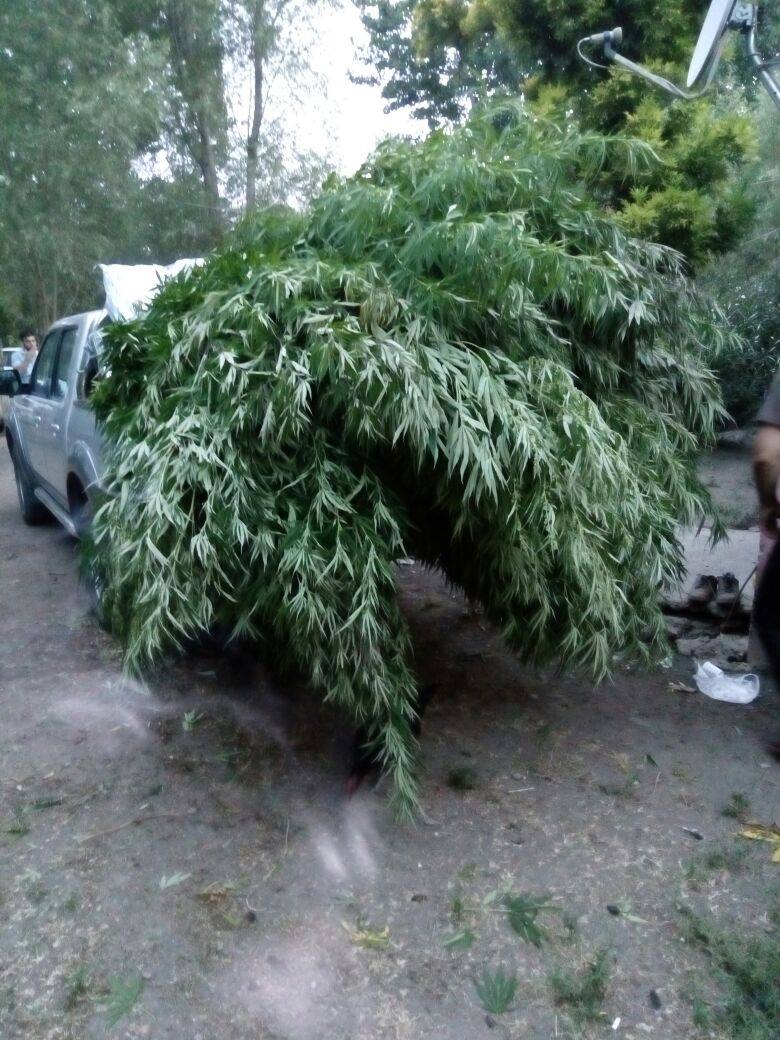 ÇARŞAMBADA ESRAR ELE GEÇİRİLDİ.