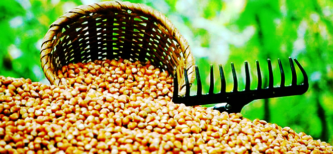 Hasatta Dikkat Edilecek Hususlar