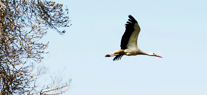 GÖÇ SERÜVENLERİ İNTERNETTE