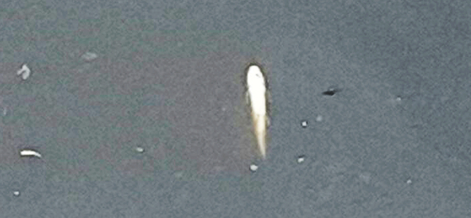 MERT IRMAĞI'NDA BALIKLAR ÖLÜYOR