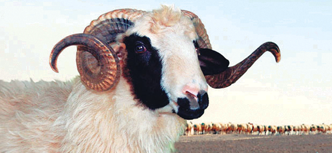 KURBANLIK FİYATLARI AÇIKLANDI