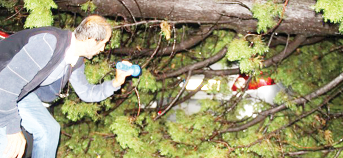 ÜZERİNE AĞAÇ DÜŞEN KADIN KURTARILAMADI.