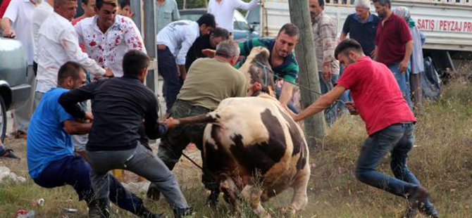 KURBAN BAYRAMI MANZARALARI