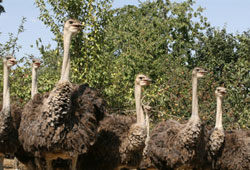 Hobi için başladı çiftlik kurdu